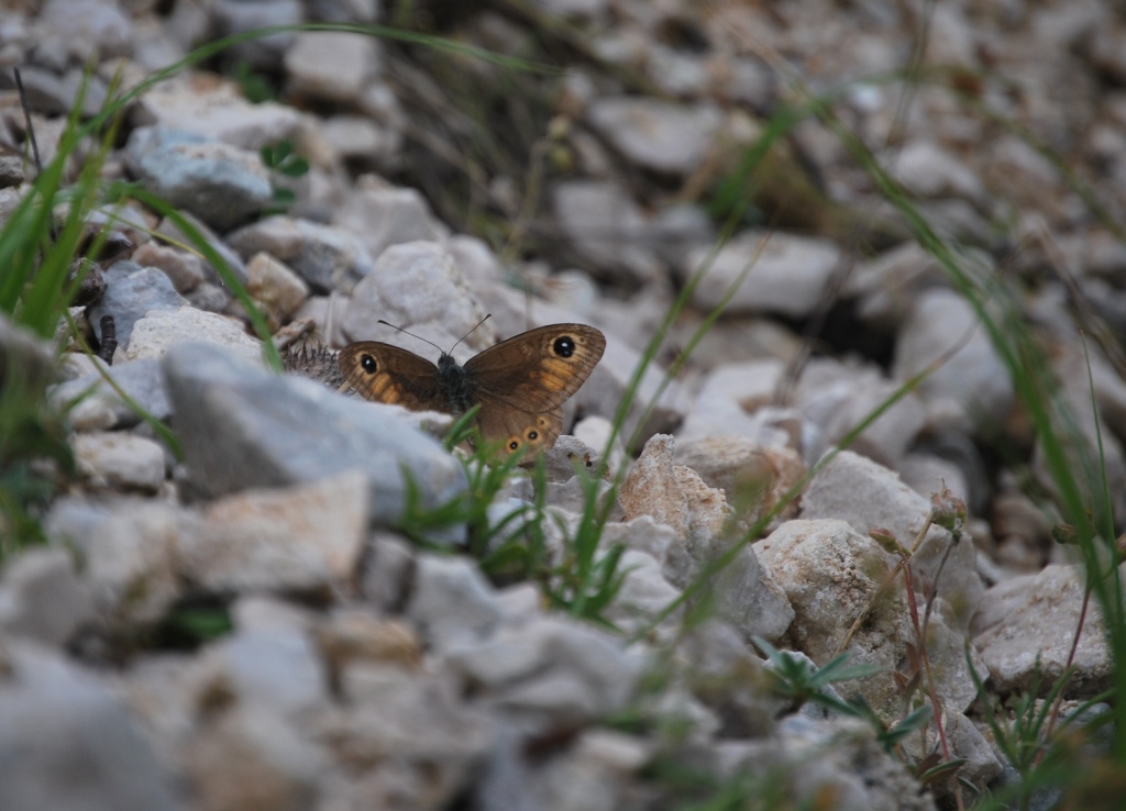 Lasiommata petropolitana?